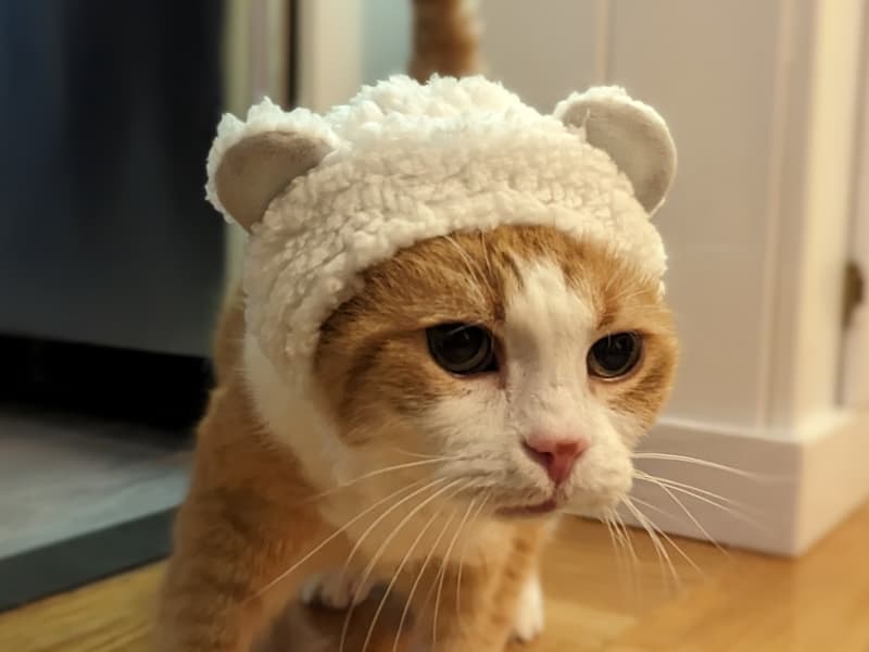 Orange and white cat wearing a fuzzy white hat